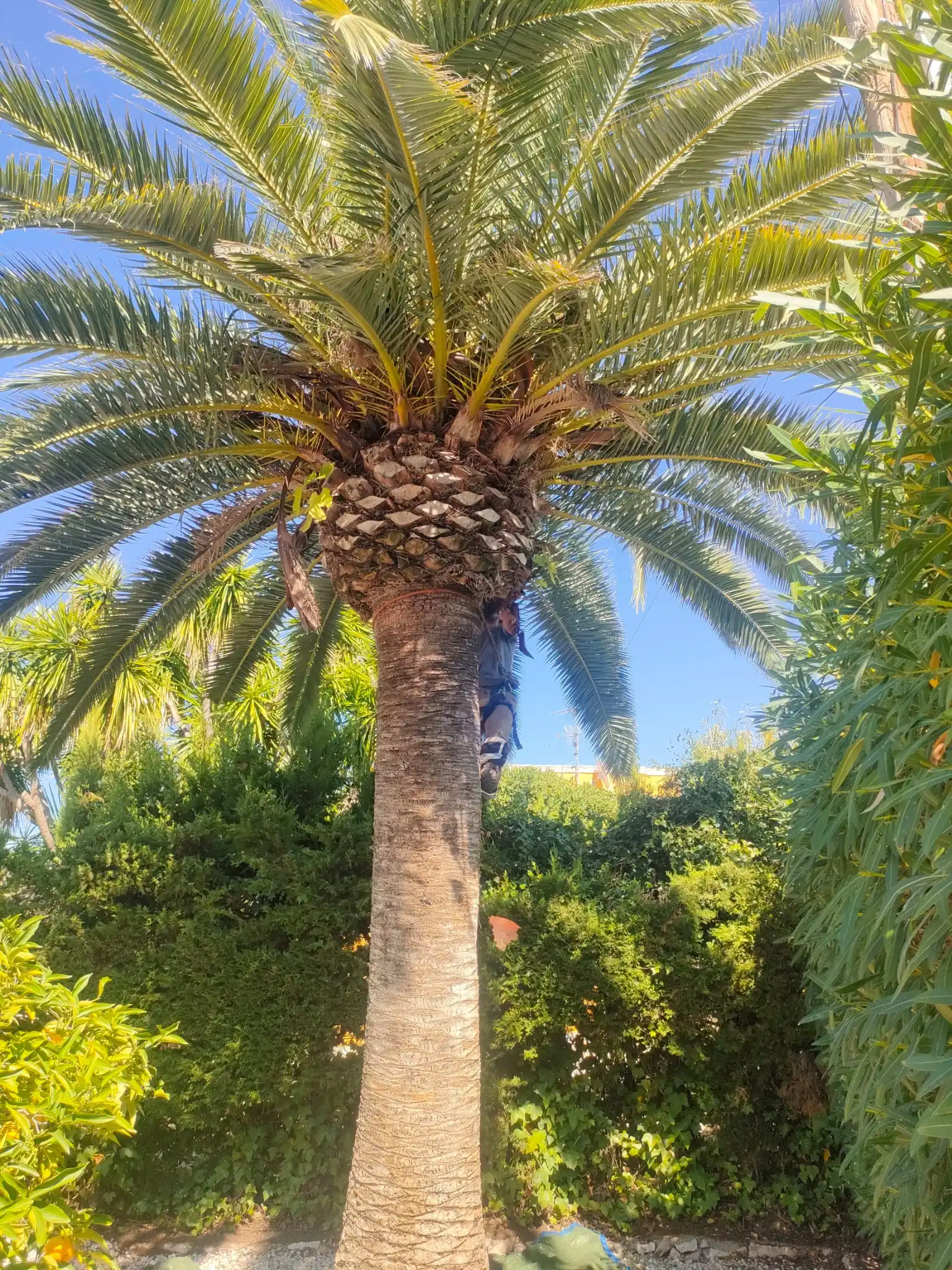 Palmera alta antes de poda profesional en Denia, Marina Alta