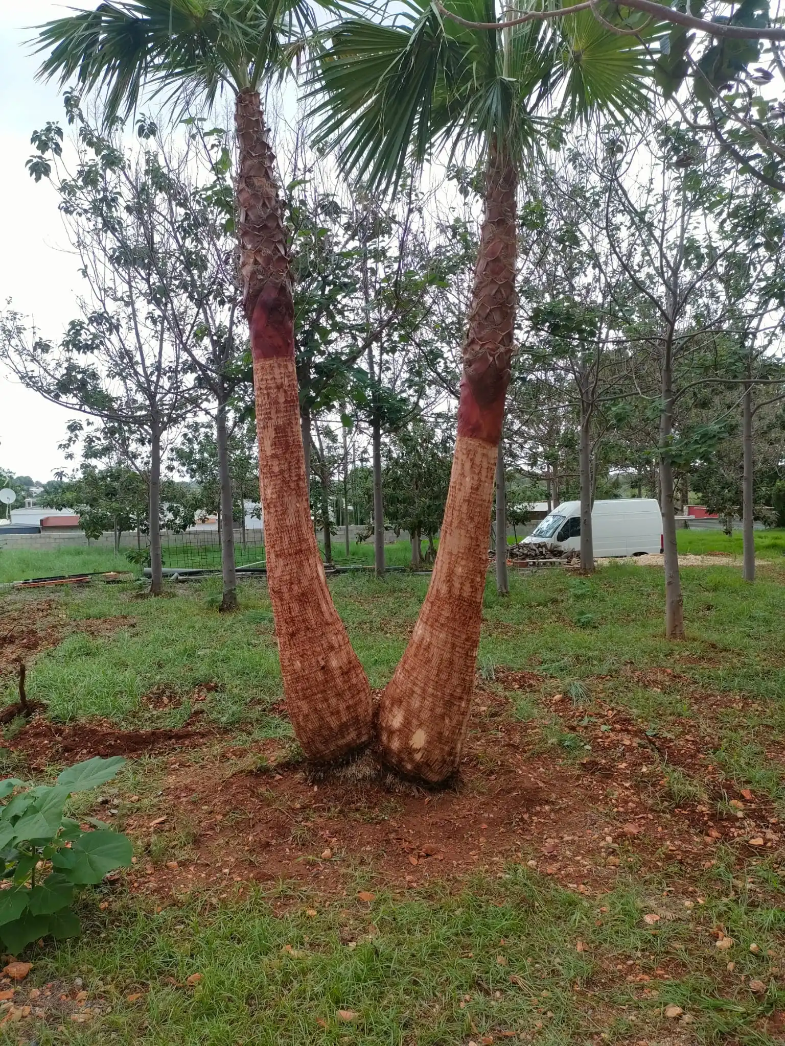Servicio de limpieza y mantenimiento de jardín en Denia, Marina Alta