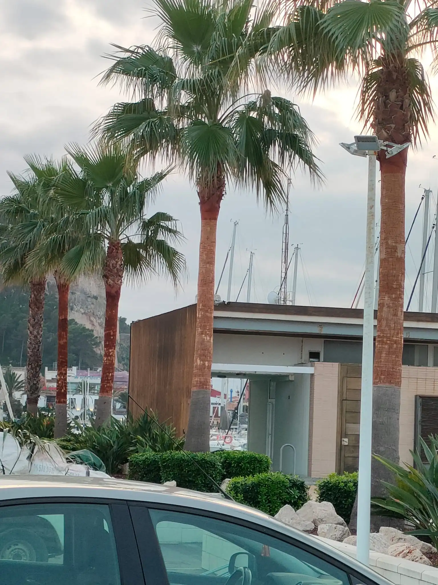 Poda técnica de palmeras junto al Portet en Denia, Marina Alta