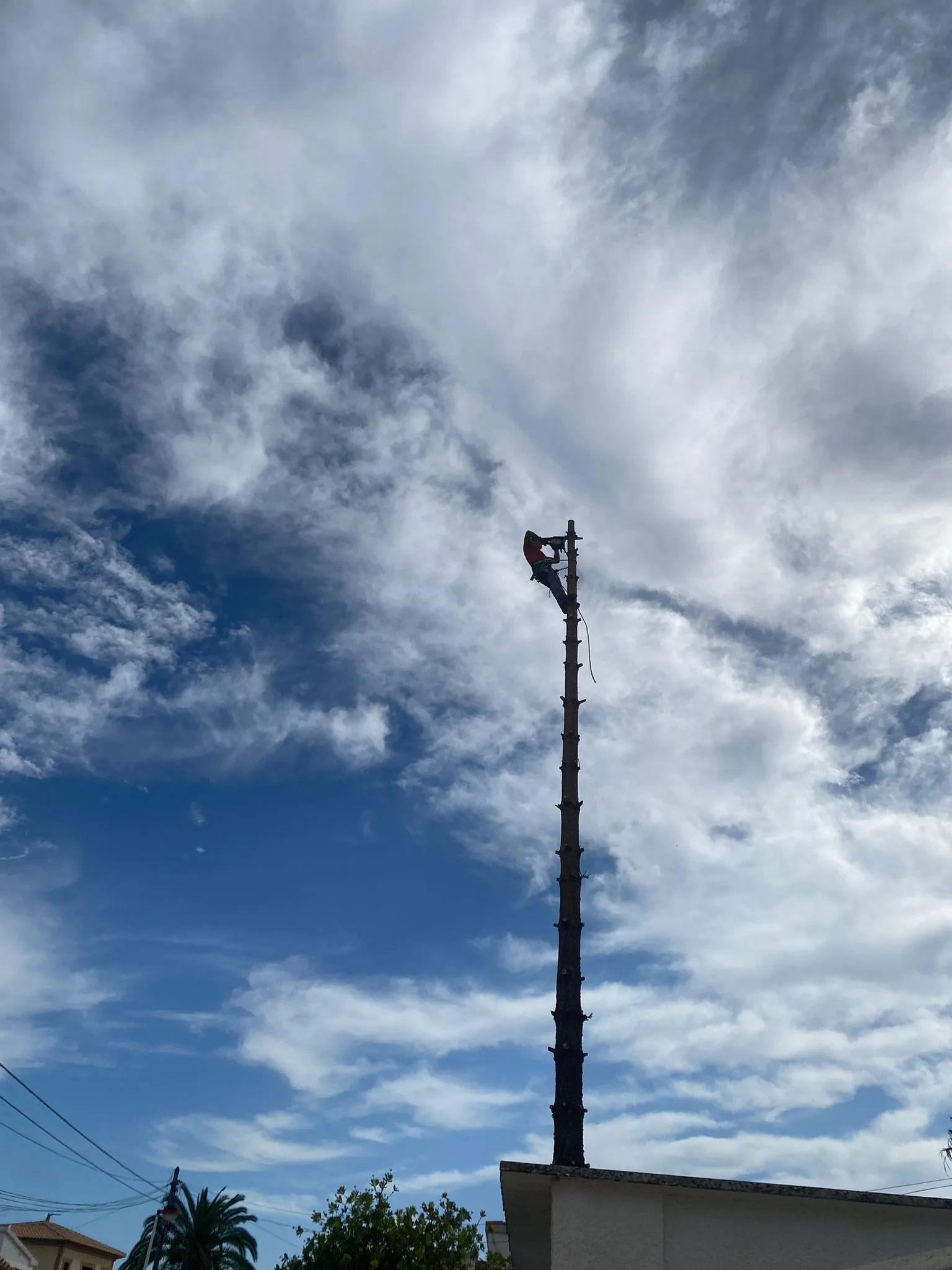 Tala profesional de pino en altura en Denia, Marina Alta
