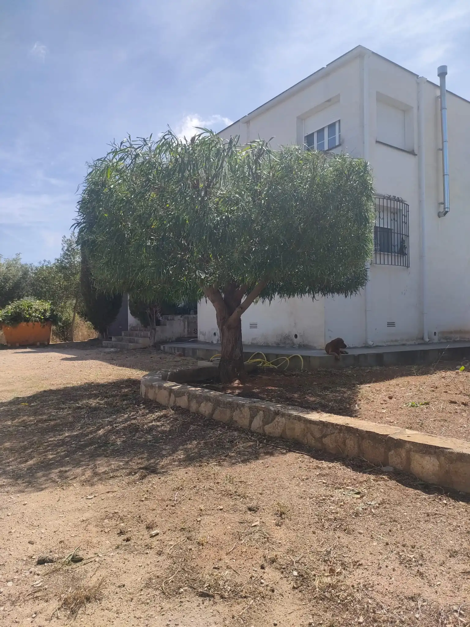 Poda ornamental y formación de copa de árbol en Denia, Marina Alta