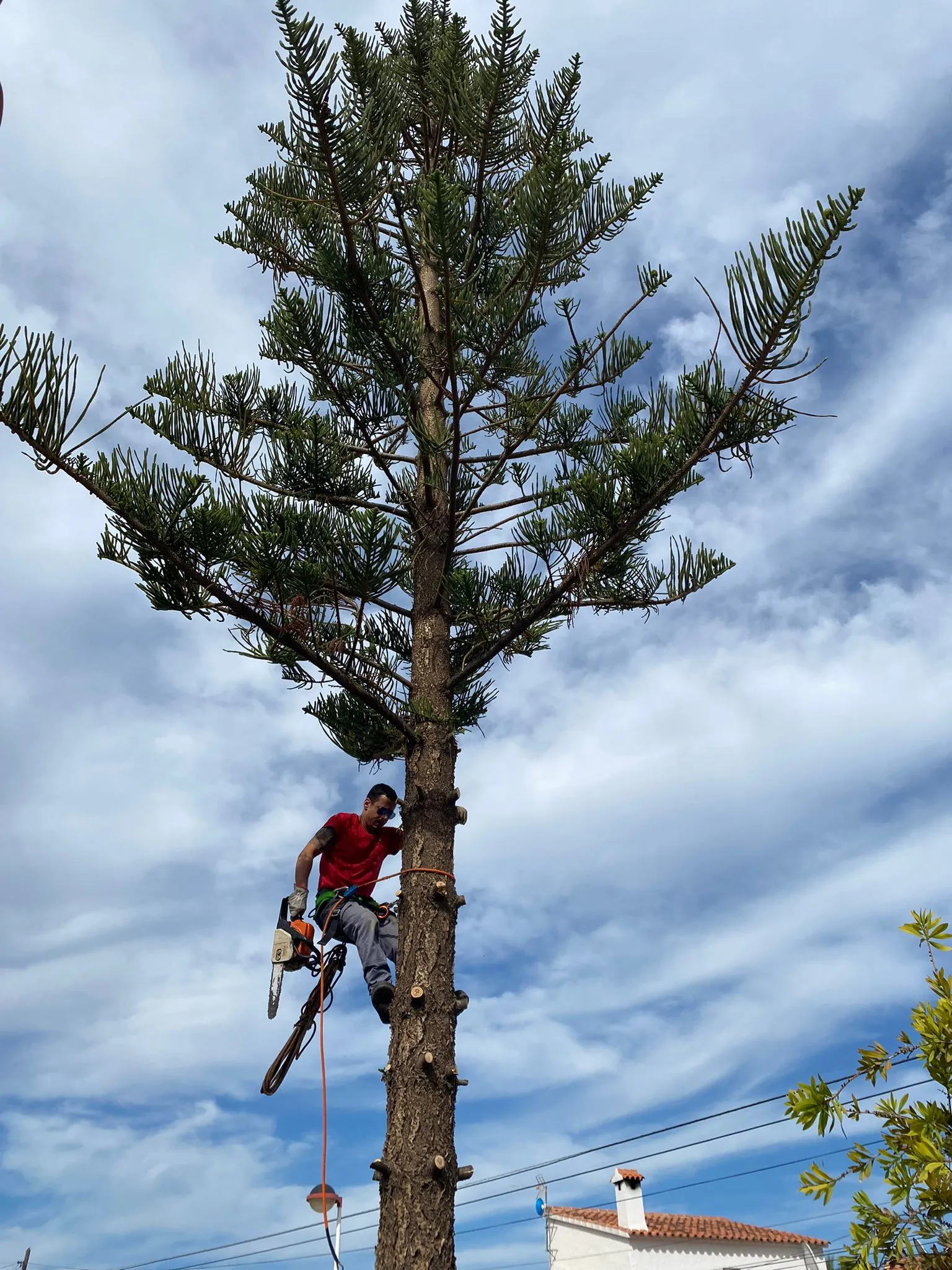 Poda de pino en altura con técnica de trepa en Denia