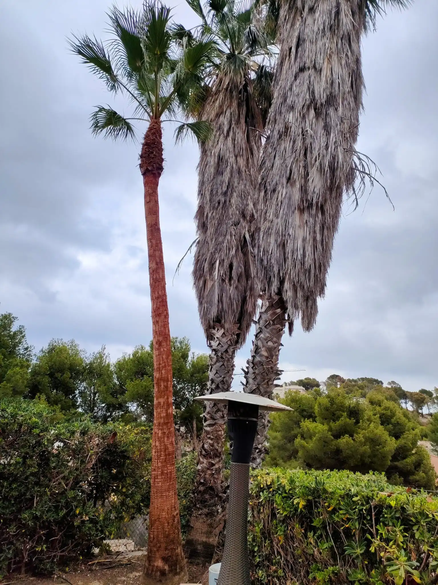 Limpieza de palmera y retirada de hojas secas en Denia
