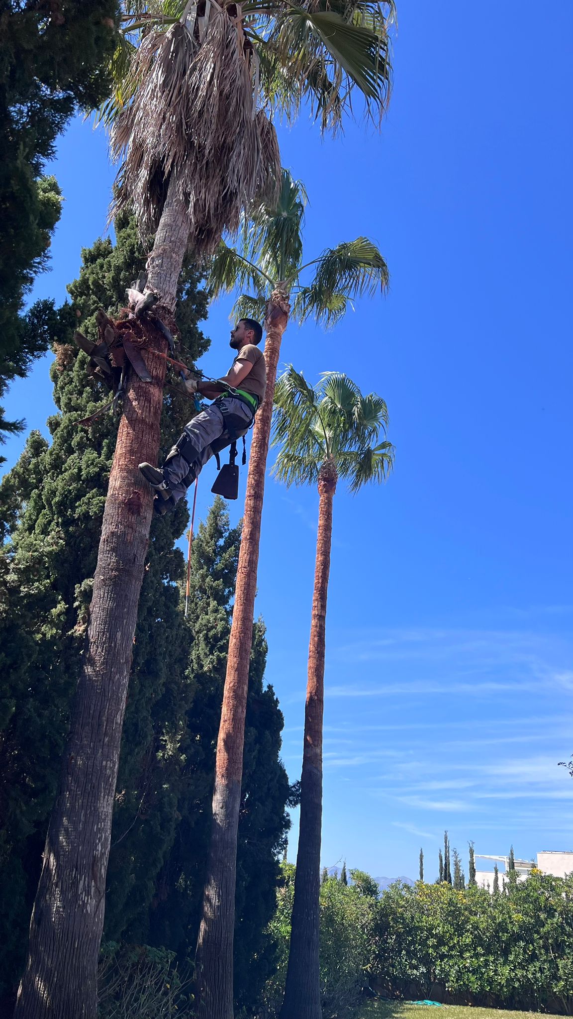 Limpieza completa de palmeras